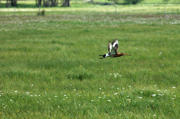 Black-tailed Godwit stock photo