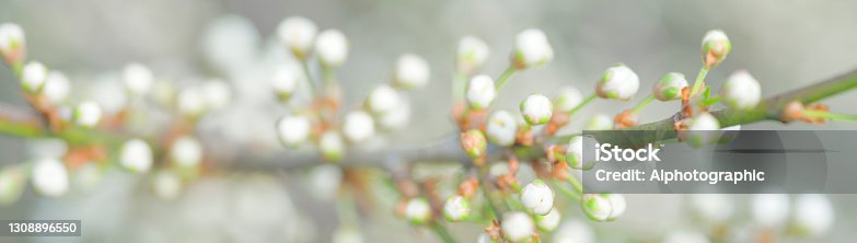 istock Blackthorn flowers and buds in early spring. 1308896550