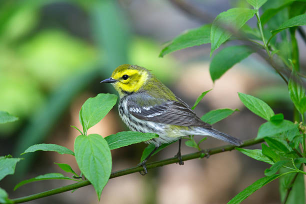 Black-throated Green Warbler stock photo