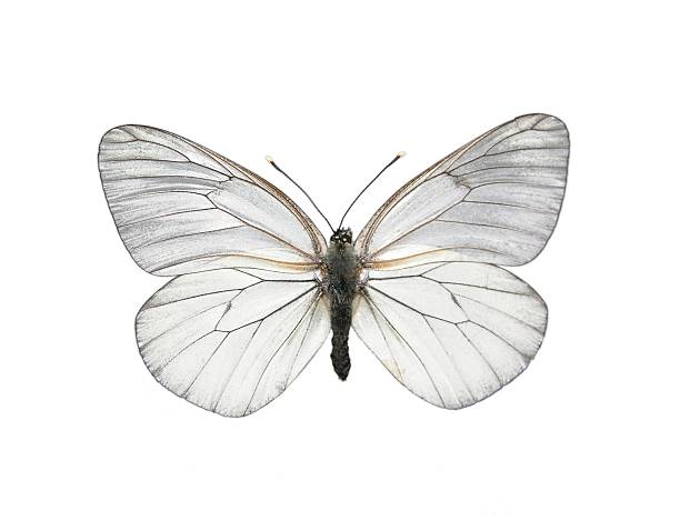 Black-veined White butterfly (Aporia crataegi) stock photo