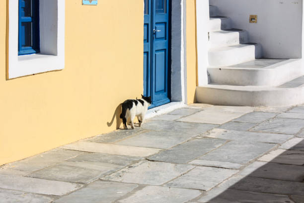 A black-white cat walk in the old colorful street of Fira, Santorini stock photo