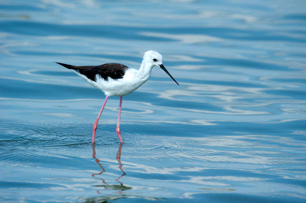 Black-winged stilt (Himantopus himantopus) in East Africa Black-winged stilt (Himantopus himantopus).  SHOT IN WILDLIFE at Lake Manze, Selous Game Reserve, Tanzania. black winged stilt stock pictures, royalty-free photos & images