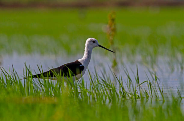 Black-winged Stilt in rise field Black-winged Stilt in rise field black winged stilt stock pictures, royalty-free photos & images