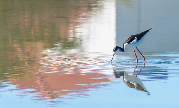 Black-Winged Stilt on Colorful Urban Maui Pond An adult black-winged stilt feeds at a pond on Maui, with beautiful morning reflections of foliage and surrounding buildings. black winged stilt stock pictures, royalty-free photos & images