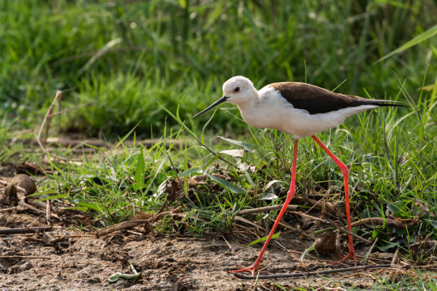 Black-winged stilt (Himantopus himantopus) A beautiful adult  Black-winged stilt (Himantopus himantopus) on a grassland in a green blurred background, Mangalajodi, Odisha, India black winged stilt stock pictures, royalty-free photos & images