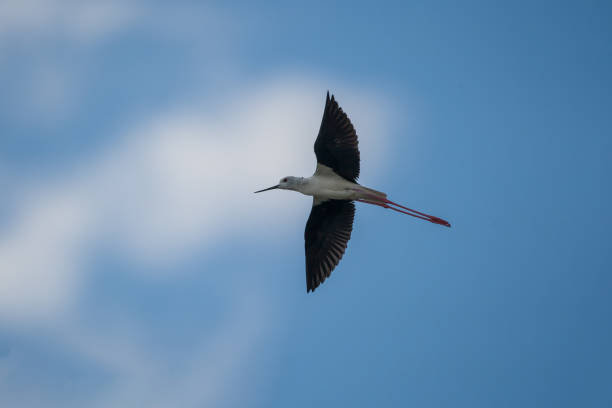 Black-winged Stilt Under-wing view of the Black-winged Stilt (Himantopus himantopus) in flight. Blue background. black winged stilt stock pictures, royalty-free photos & images