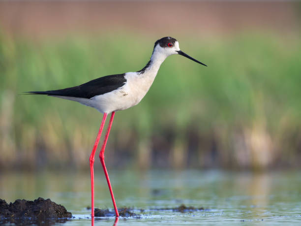 Black-winged Stilt stands on waterside. (Himantopus himantopus) Black-winged Stilt stands on waterside. (Himantopus himantopus) black winged stilt stock pictures, royalty-free photos & images