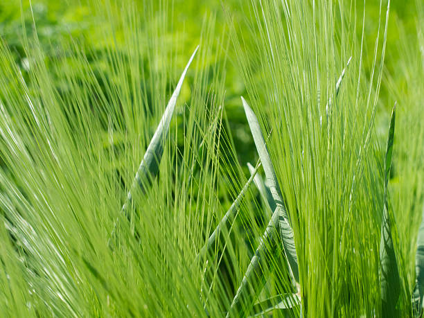 Blades of grass stock photo