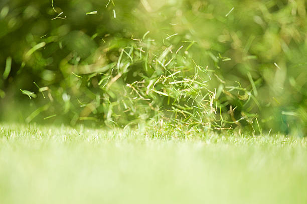 Blades of grass, whirling in the wind stock photo