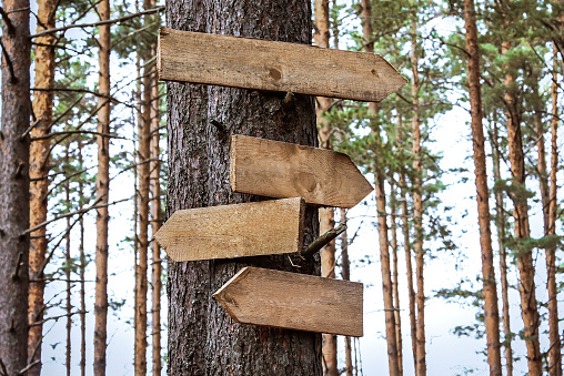 Blank wooden directional signs on tree trunk in forest