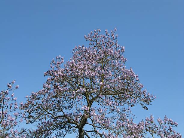 Blauglockenbaum - Paulownia tomentosa stock photo