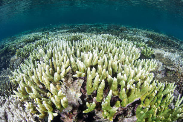 Bleaching Corals in Indonesia stock photo