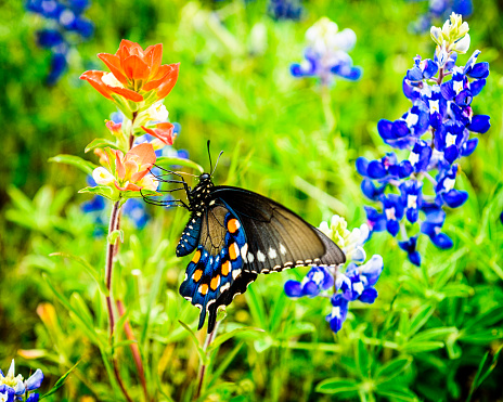 A Pipevine Swallowtail Butterfly appears t color match an Indian Paintbrush and Bluebonnet. Freyburg, Texas.