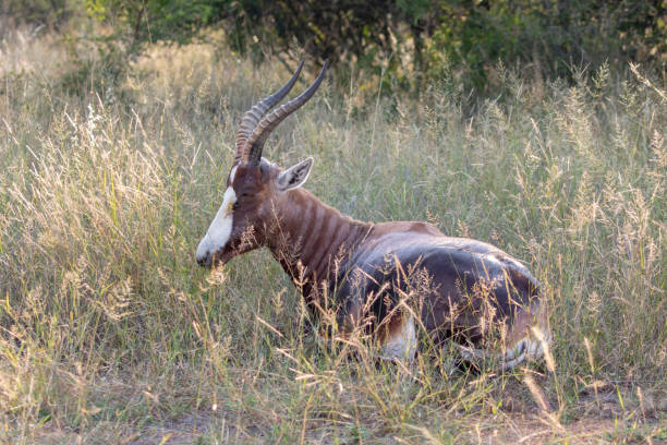 Blesbok Antelope Resting in the Grass stock photo
