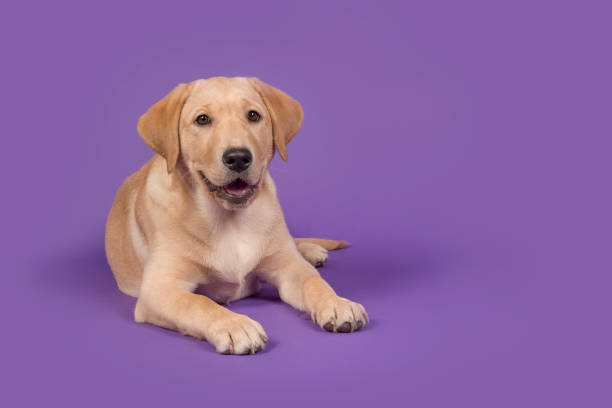 Blond labrador retriever lying down looking at the camera with open mouth on a purple background stock photo