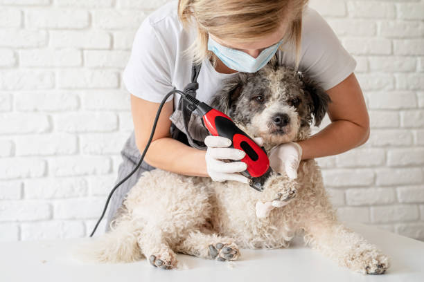 Blond woman in a mask and gloves grooming a dog with a trimmer at home Stay home. Pet care. Blond woman in a mask and gloves grooming a dog with a trimmer at home groom human role stock pictures, royalty-free photos & images