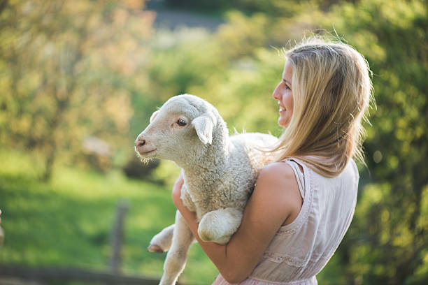 Blonde farmer woman holding a lamb outdoor. stock photo