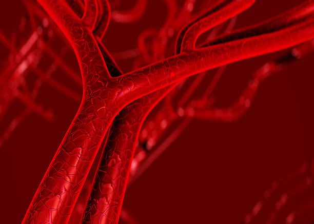 Blood arteries and veins photograph 3D rendered image of human blood arteries and veins blood vessel stock pictures, royalty-free photos & images