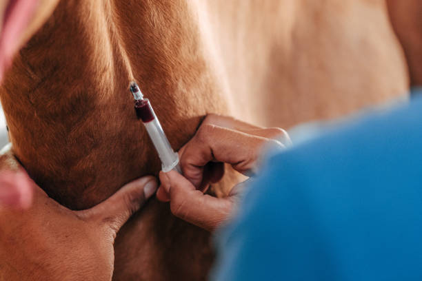blood draw on a horse stock photo