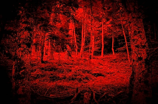Bloody forest. Black silhouettes of trees on a red foggy background. Horror mystic occult nightmare creepy fear concept. Gloomy atmosphere. Paranormal supernatural surreal scene stock photo