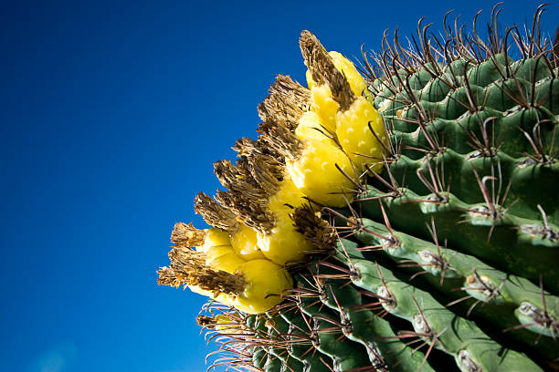 Bloomin' Cactus Horizontal stock photo