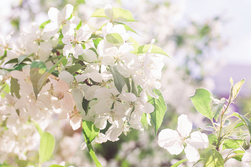 Beautiful blooming apple tree branch with sun
