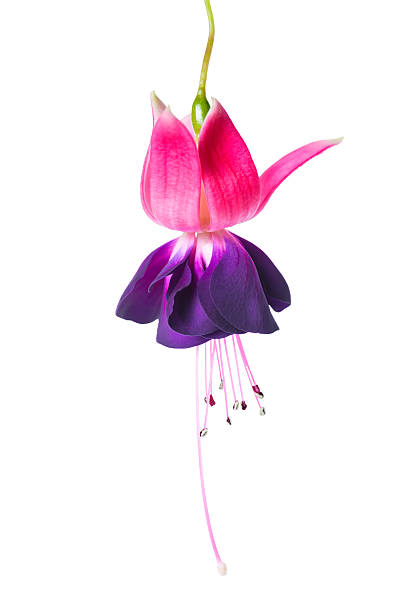 blooming beautiful single flower of violet and red fuchsia blooming beautiful single flower of violet and red fuchsia is isolated on white background, `Voodoo`, closeup fuchsia flower stock pictures, royalty-free photos & images