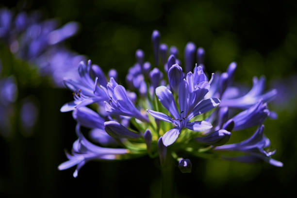 Blooming Blue Agapanthus, African Lily (Agapanthus Africanus), or Lily of the Nile. stock photo