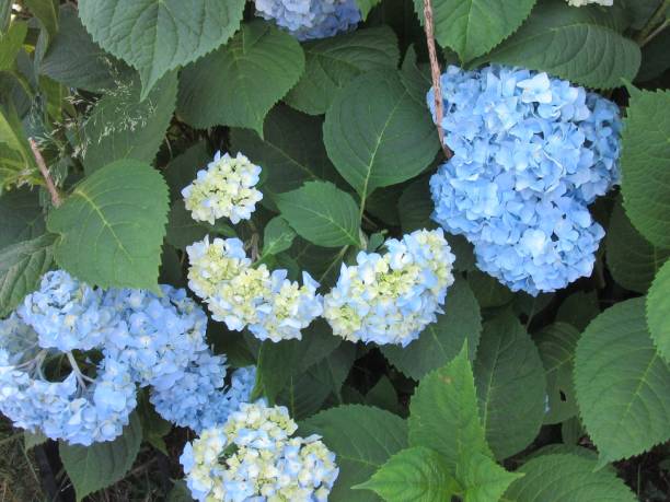 Blooming Blue Hydrangea stock photo
