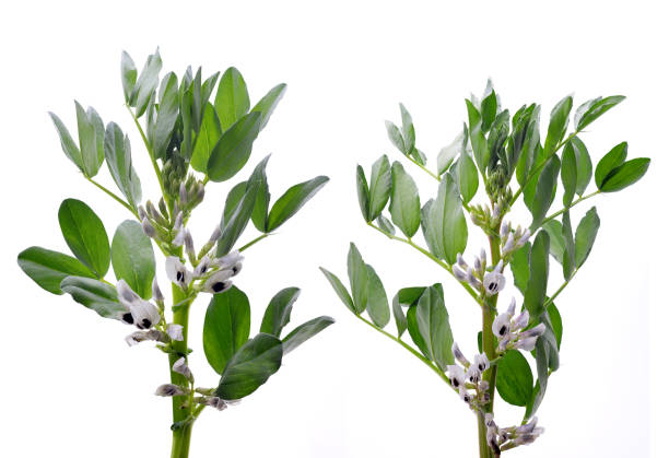 Blooming broad or fava beans plants ( Vicia Faba ) Blooming broad or fava beans plants ( Vicia Faba ) isolated on a white background. broad bean stock pictures, royalty-free photos & images