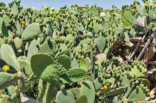 Blooming cactus Coccinellifera plantation. Cyprus.