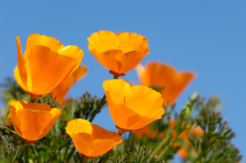 Antelope Valleys hillsides are filled with Golden California Poppies in the springtime in Southern California. The flowers also extend to the valley below.