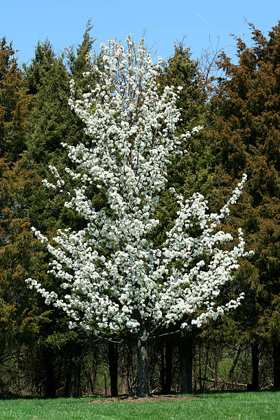 Blooming callery pear tree in spring stock photo