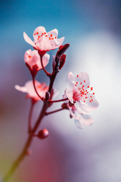 Blooming cherry flowers branch in spring stock photo