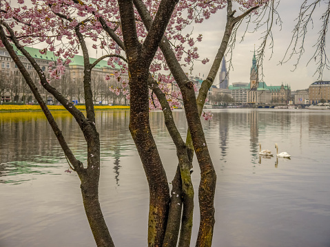 Blooming cherry tree and crossing swans in calm morning at Binnenalster Lake in Hamburg Germany with Town Hall in blurry background.