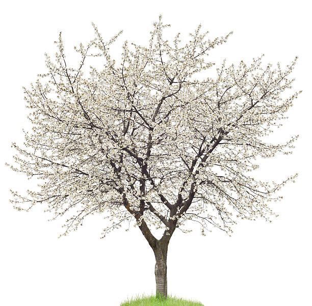 blooming cherry tree on white - bloesem stockfoto's en -beelden