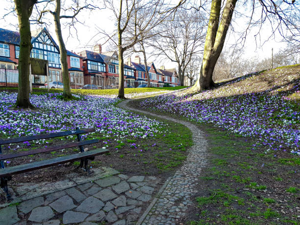 Blooming Crocuses and Cobbled Paths Spring comes early in Vale Park, Wirral. the wirral stock pictures, royalty-free photos & images