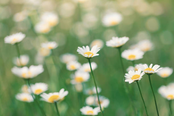 blommande daisies i en sommaräng - prästkrage bildbanksfoton och bilder