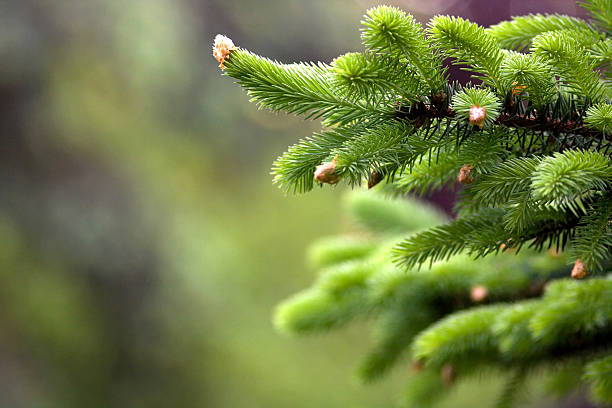 Blooming fir tree Blooming fir tree christmas tree close up stock pictures, royalty-free photos & images