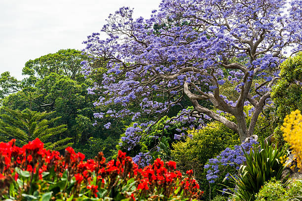 Blooming Flower in Royal Botanic Gardens in Sydney, Australia stock photo