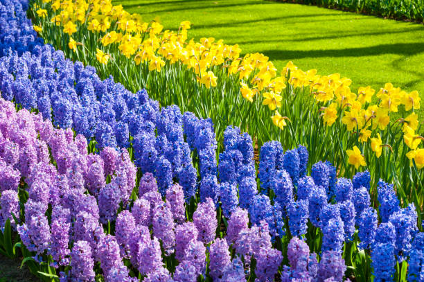 blommande hyacint och narcisser blommor. - red hyacinth bildbanksfoton och bilder