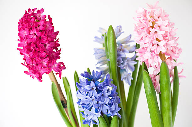 blooming hyacinth - red hyacinth bildbanksfoton och bilder