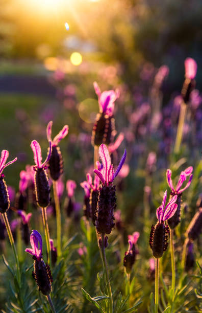 Blooming lavender in a field at sunset. stock photo