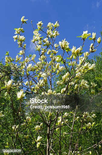 istock Blooming lilytree. 1326563839