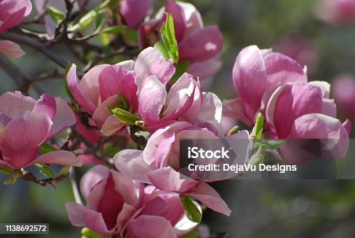 istock Blooming Magnolia Bush 1138692572