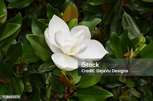 istock Blooming Magnolia Bush 1138692574
