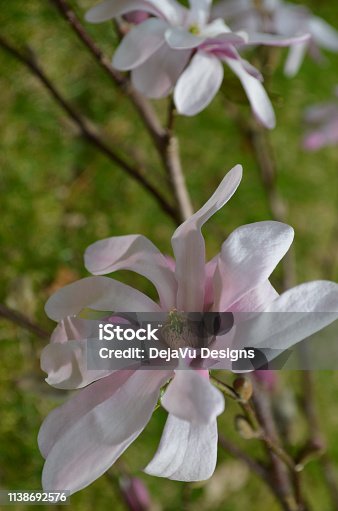 istock Blooming Magnolia Bush 1138692576
