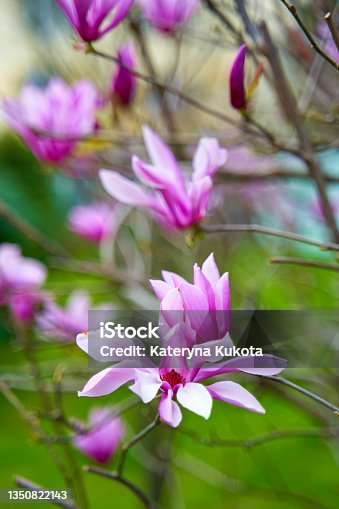 istock Blooming magnolia flowers in the city park 1350822143