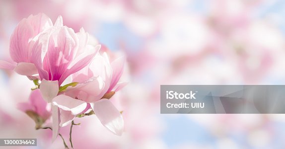 istock Blooming magnolia tree branch in spring on pastel bokeh background, internet springtime banner 1300034642
