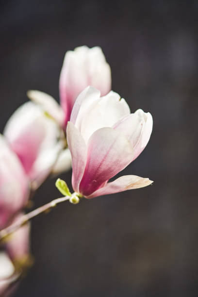 Blooming magnolia tree with large pink flowers in a botanical garden. Natural background concept. stock photo